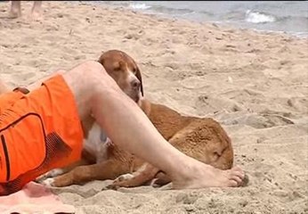 Los perros ya pueden ir a la playa