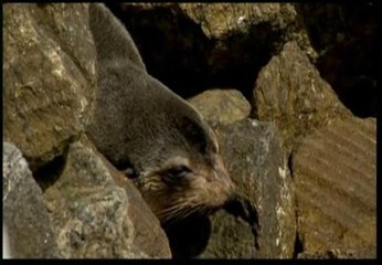 Un león marino en Copacabana