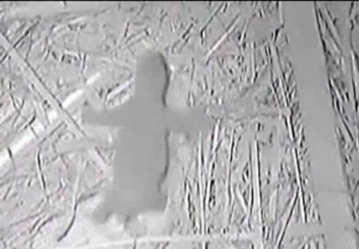 Ofrecen imágenes del oso panda nacido en San Diego