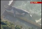 Una ballena de 30 toneladas sorprende en una playa australiana