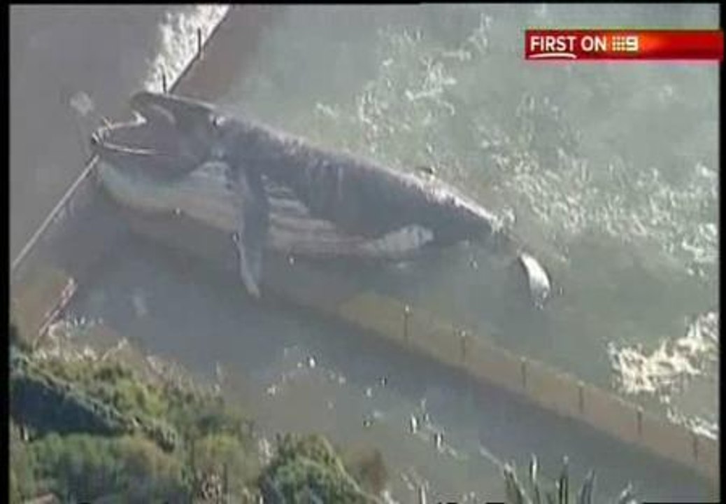 Una ballena de 30 toneladas sorprende en una playa australiana