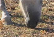 Varios caballos luchan por sobrevivir al abandono de sus dueños en Jerez