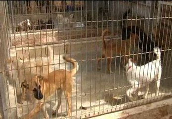 Se dispara el abandono de perros