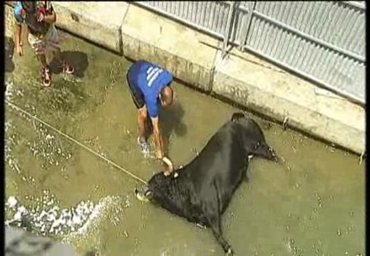 Los defensores de los animales piden el fin de los bous a la mar de Denia (Alicante)