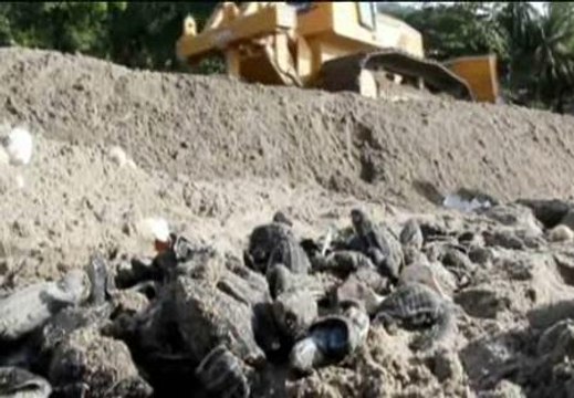 Excavadoras aplastan cientos de tortugas laúd