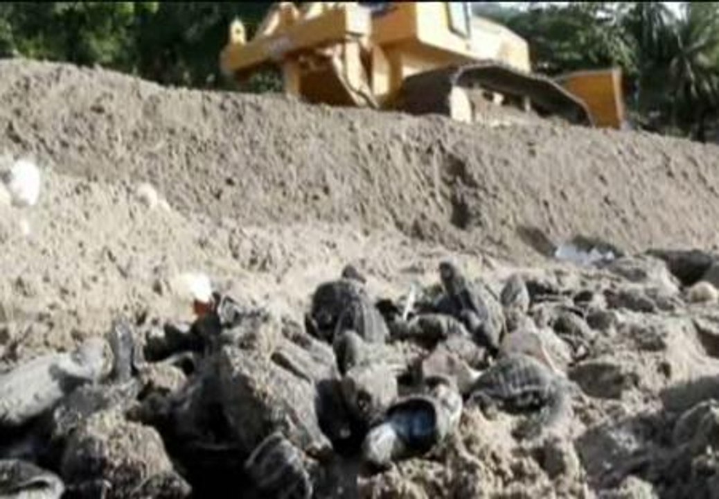 Excavadoras aplastan cientos de tortugas laúd