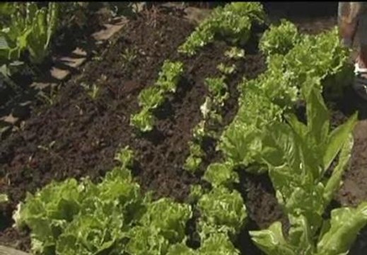 El Ayuntamiento de Santander crea huertos urbanos para los vecinos