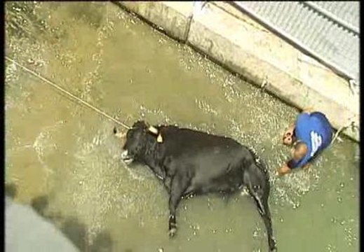 Una vaca fallece durante los bous a la mar en Denia