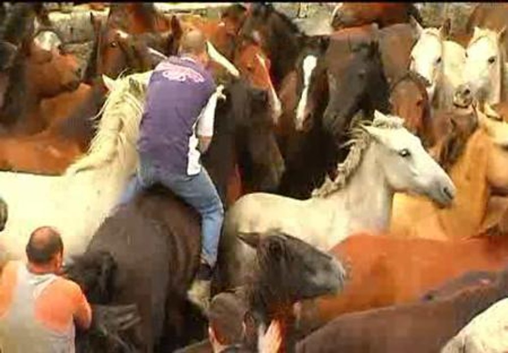 'A Rapa das Bestas' congrega a miles de personas en Sabucedo (Pontevedra)