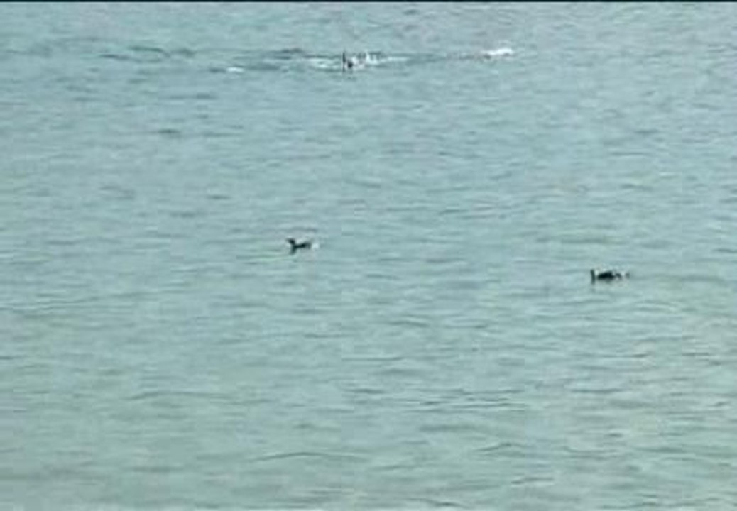 Tres pingüinos aparecen en la playa de Río de Janeiro