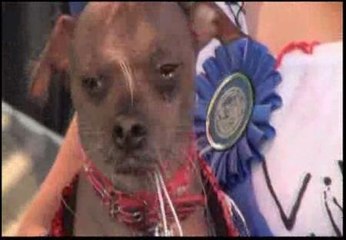 Mugly, coronado como el perro más feo del mundo