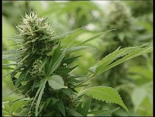 Uruguay quiere legalizar la venta de marihuana