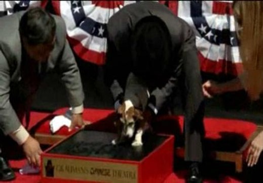 Uggie ya tiene su estrella en el Paseo de la Fama