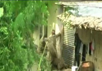 Un leopardo hiere a 13 personas en una localidad de la India