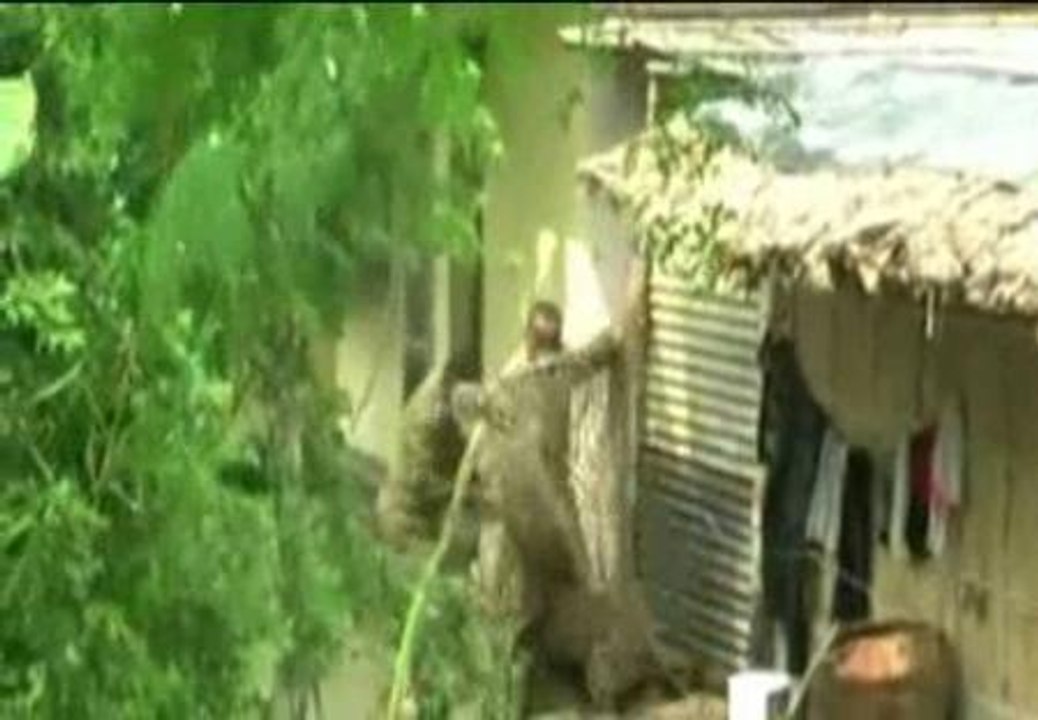 Un leopardo hiere a 13 personas en una localidad de la India