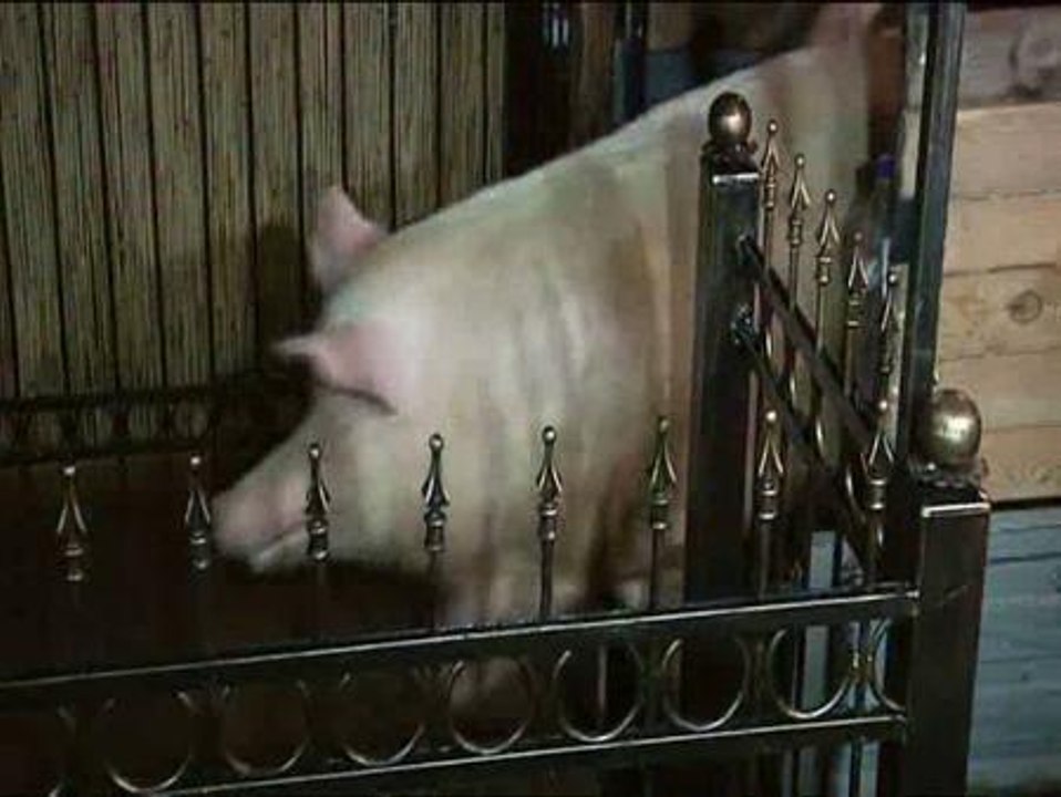 Un cerdo profeta