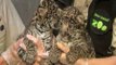 Muestran a las dos crías de jaguar nacidas en un zoológico de San Diego