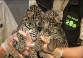 Muestran a las dos crías de jaguar nacidas en un zoológico de San Diego