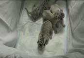 Nacen cuatro cachorros de tigre blanco en un zoológico de Ucrania