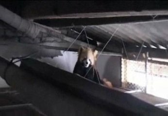 Localizan un oso panda rojo en el ático de una vivienda