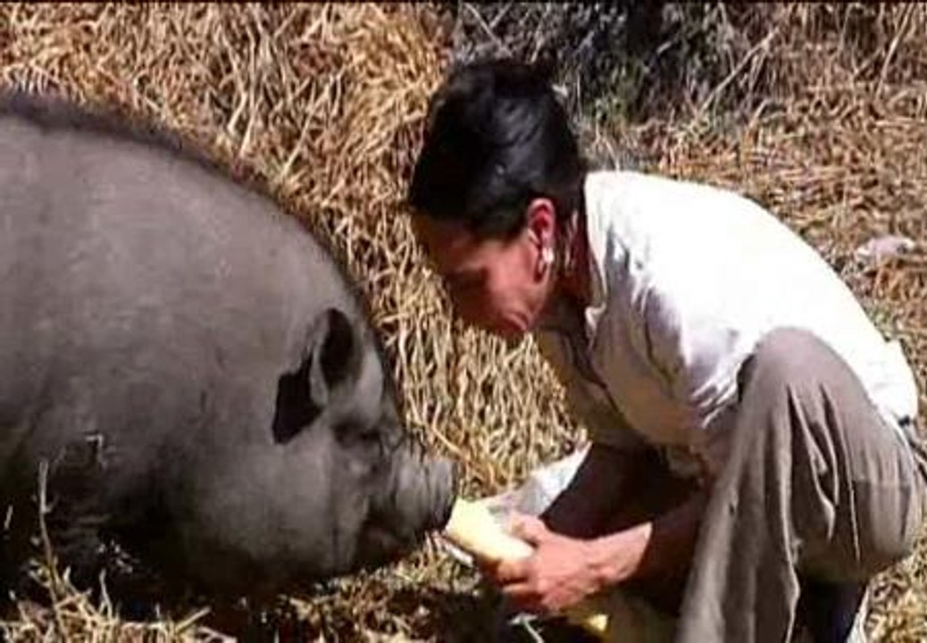 Los cerdos vietnamitas "invaden" Elda