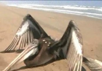 ¿Qué les pasa a los pelícanos peruanos?