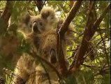 Koalas, ¿en peligro de extinción?