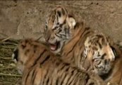 Nacen tres crías del cruce entre un tigre de Bengala y un tigre siberiano