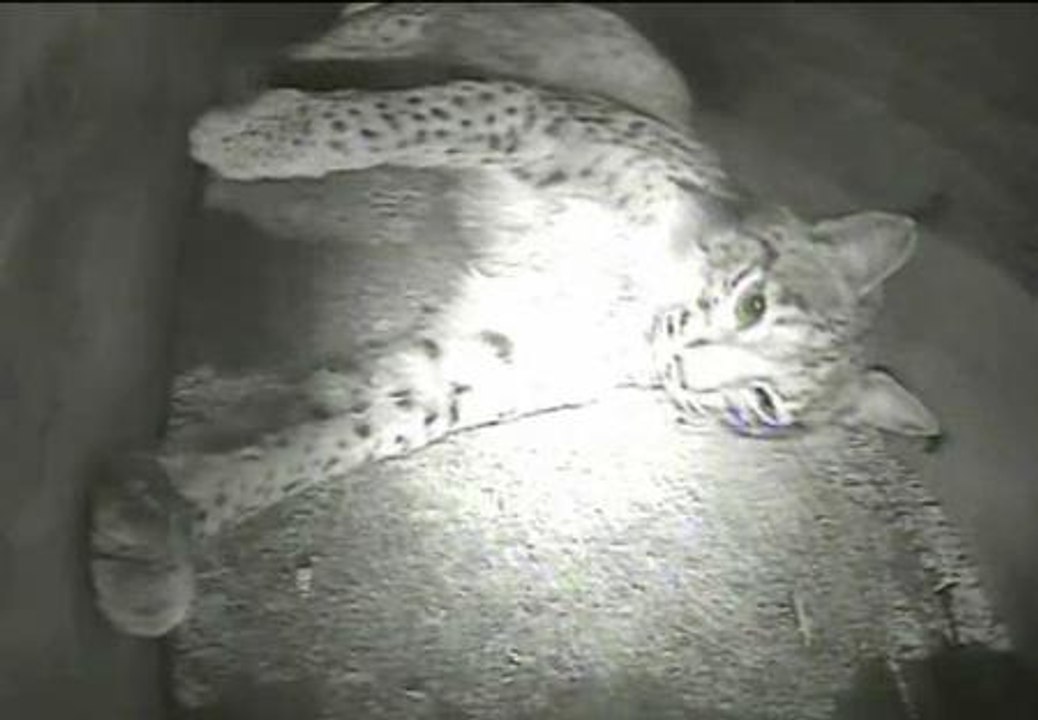 Nacen los tres primeros cachorros de lince ibérico en el centro de Cría de Cautividad de Zarza de Granadilla