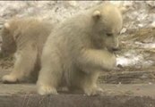 Moscú enseña la neva joya de su zoo: tres oseznos polares trillizos