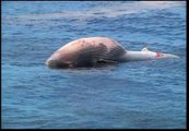 Aparece una ballena muerta en una playa de Rio de Janeiro