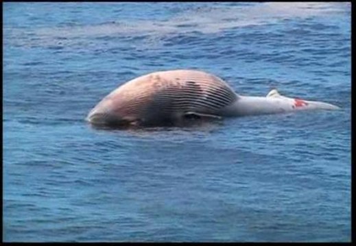 Aparece una ballena muerta en una playa de Rio de Janeiro