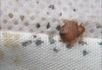 Las chinches atacan de nuevo