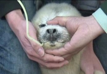 Sin leche para una foca de tres días