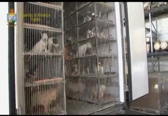 Contrabando de cachorros con pedigree