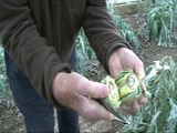 Heladas acaban con la cosecha de alcachofas