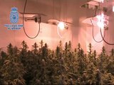 Desmantelan tres invernaderos indoor de marihuana