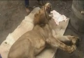 La fuga de un león obliga a evacuar un zoológico