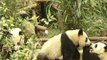 Un zoo chino presenta doce osos panda