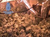 Detenido en Alicante por cultivar marihuana