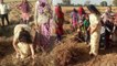 Lok Sabha Election 2019 : Hema Malini ने Mathura के खेतों में इस वजह से काटी फसलें | वनइंडिया हिंदी