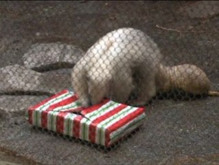 Papá Noel llega al zoo