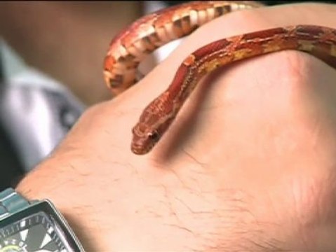 Una serpiente siembra el pánico en un vuelo