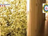 Incautadas 600 plantas de marihuana en Barcelona