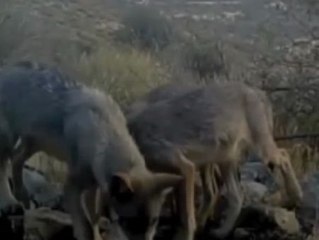 El lobo vuelve a la Comunidad de Madrid