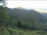 Comienza la berrea en los montes de Asturias, un auténtico espectáculo de la naturaleza