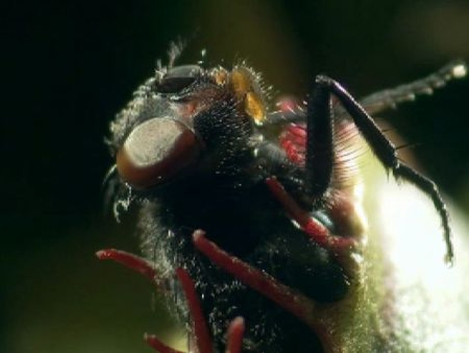 "Elefantes, el ocaso de los gigantes" triunfa en el Festival de Cine de Doñana