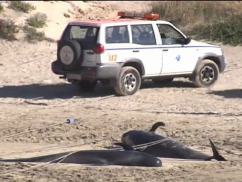 Aparecen 22 calderones varados en una playa de La Coruña