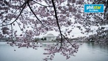 Washington's cherry blossoms in full bloom