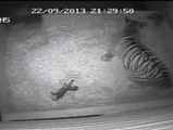 Nace un cachorro de tigre sumatra en el zoológico de Londres